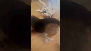 Video preview image #1 Beagle Puppy For Sale in Crystal, MN, USA