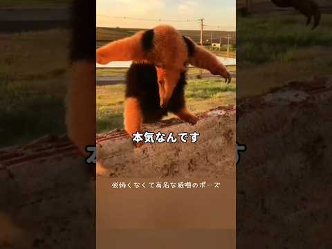 1分に150回動く舌 アリクイの真実 #ほっこりショート #動物 #アリクイ #雑学