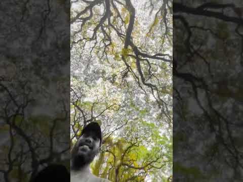 ආයාචනා cover by @Shavindya Kariyawasam. | lyrics | Ayachana Cover