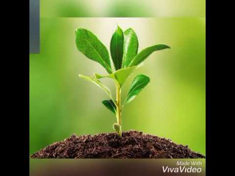 it's all about plants