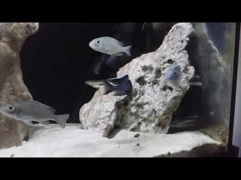 Aulonocara sp"yellow collar" Mazinzi Reef wf