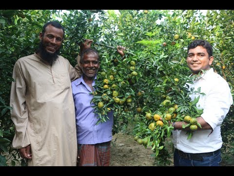 চাইনিজ মিষ্টি কমলা চাষ বাংলাদেশে- ২.৫ বছরের প্রতিটা গাছে এক মনের বেশি কমলা