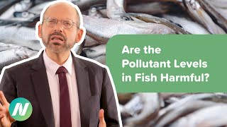 Are the Pollutant Levels in Fish High Enough to Be Harmful?