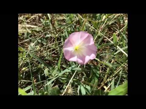 "Beauty Never Lies" || Little Fish