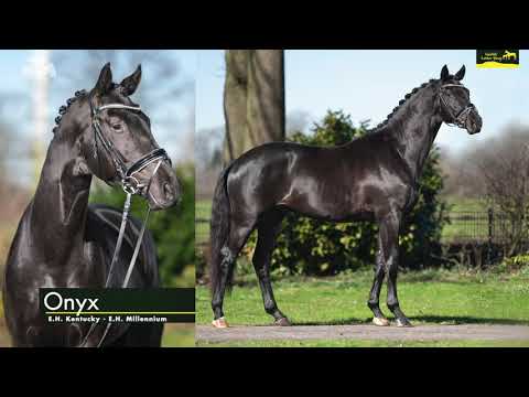 Gestüt Letter Berg, Hengst Onyx – Trakehner, geb. 2018, Von Kentucky –  Millenium – Hohenstein