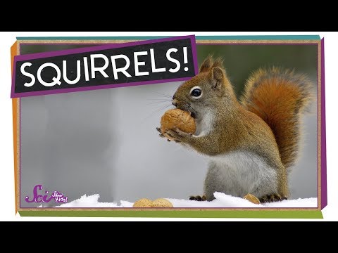 How Do Squirrels Find the Food they Hide? | How Animals Prepare for Winter | SciShow Kids