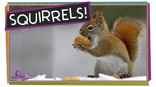 How Do Squirrels Find the Food they Hide? | How Animals Prepare for Winter | SciShow Kids