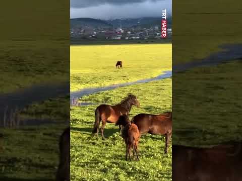 🐴Yağışların ardından yeşeren mera ve ovalarda yılkı atları📍Ardahan/Göle