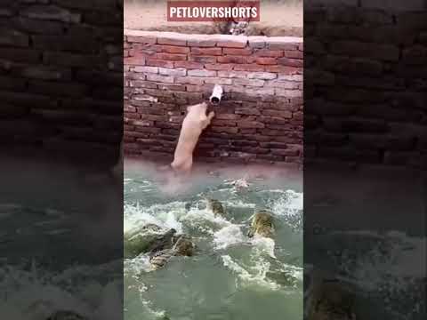 #1 CACHORRO ESCAPANDO DOS JACARÉS #funnydogs #shorts