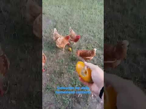 Feeding over ripe cucumbers to the hens #ytshorts #trending #homestead #chickens
