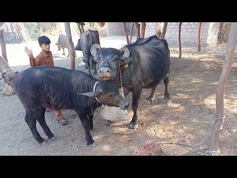 banni Sindhi Baffelo