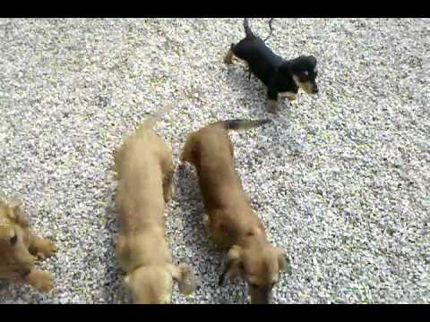 Walker, Affinia,  Collette, and Yogi