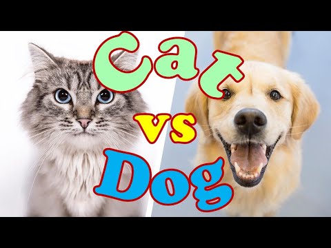 Cats vs Dogs. How to choose between cat and dog.