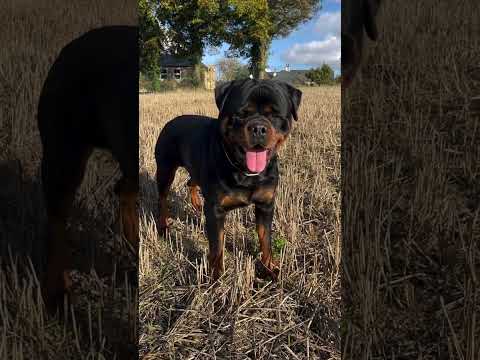 0585.36.0000 #rottweiler #rottweilerdog #rottweilerpuppy #roti #rotinadodia #rotinadedonad #traicho