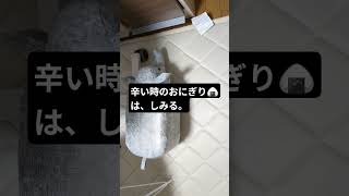 #不安障害 　辛い時のおにぎり🍙はしみる…。