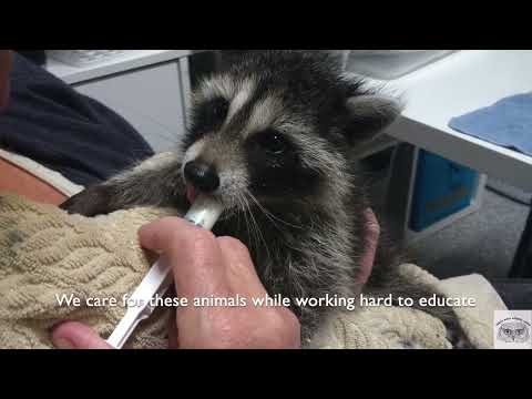 Second Chances:Building Hope for Orphaned Raccoons