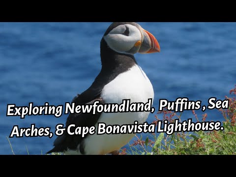 Puffins & Sea Arches: Cape Bonavista Lighthouse | Ep. 2