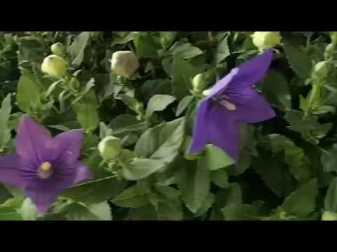 Platycodon grandiflora