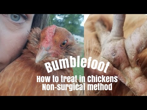Bumblefoot | How to treat in chickens| Non-surgical method