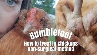 Bumblefoot | How to treat in chickens| Non-surgical method