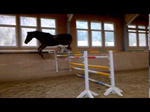 Cormik Hengst (Cormint/Heraldik geb.2012) Feber 16.3