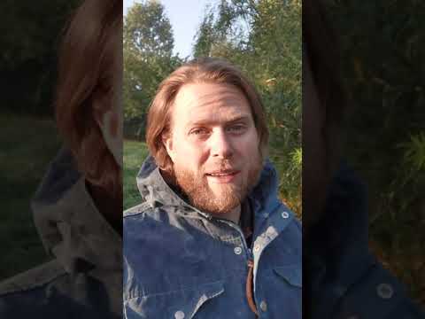 Heilpflanzenwissen - Die Weide