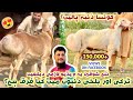 Turkey Aur Balkhi Dumbo Mein Kya Farq Hai Difference Between Turkey Balkhi Sheep Izhar Ali Shah