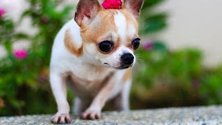 Cún con thích ăn cơm với rau | Small dog eat rice with vegetables | Cún con thích ăn chay