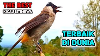 Download lagu Suara Burung Kutilang Gacor Garuda Ful Isian Berkicau Istimewa mp3