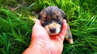 We Rescued an Innocent Puppy