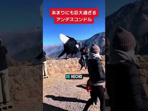 Encontraron un Condor Andino Gigante!