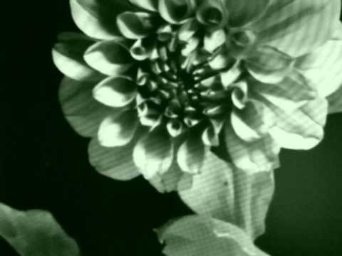 Lord Brain Shiva - Lag B'Omer (Dakshinamurti, 2016)