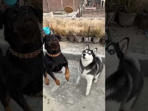 Rottweiler vs Husky🐺💥 #dogshorts