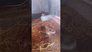 ツシマアカネズミ