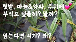 마늘&양파, 추위에 부직포 덮을까? 말까? / 덮는 경우와 시기는? 왜?