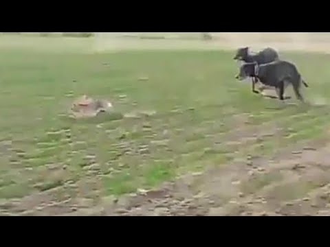 Greyhound Hunting  |  Rabbit Hunting With Dog  |  ( watch full video )  |   خرگوش کا شکار