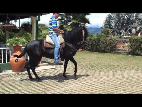 Bracamonte de la Vitrina (Bohemio del Libano x Resplandor III)