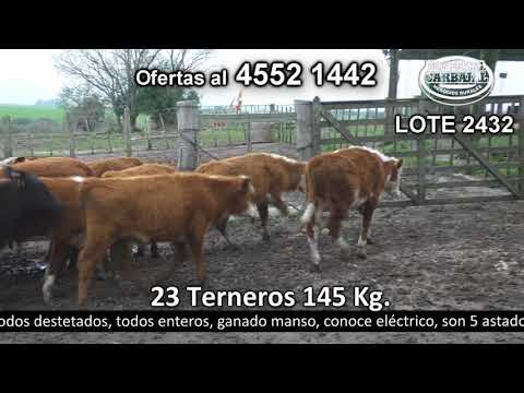 Lote 23 Terneros 10 HE,  1 NO,  6 HE c/  RA,  2 AA,  2 RA,  1 NO c/  AA y 1 NO c/  JE. 145kg -  en La Soledad. Pantanoso a 20 Km de Nueva Helvecia