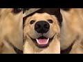 If You Don´t LAUGH, you will BE Very LUCKY (ANIMALS EDITION) YLYL If You Don´t LAUGH, you will BE Very LUCKY (ANIMALS EDITION) YLYL