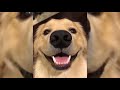 If You Don´t LAUGH, you will BE Very LUCKY (ANIMALS EDITION) YLYL