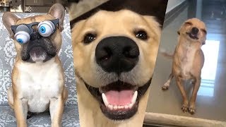 If You Don&#39;t LAUGH, you will BE Very LUCKY (ANIMALS EDITION) YLYL