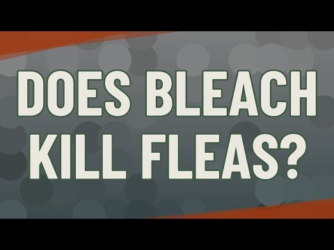 Will Bleach Kill Flea Eggs
