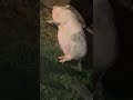 How To Tickle A Pig In Five Seconds Shorts