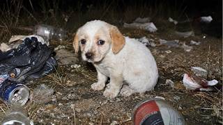 Someone Threw this Small Puppy away...