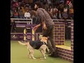 Dog Emotional Status Charlie 777 Movie Emotional Scene Charlie Movie Reel Charlie Short