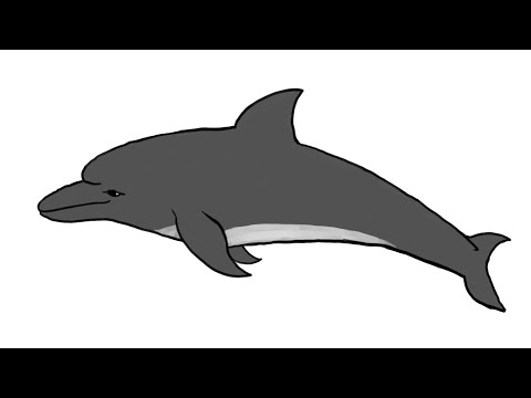 インド洋ハンドウイルカについて詳しく解説