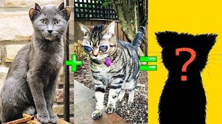 САМЫЕ УДИВИТЕЛЬНЫЕ ГИБРИДЫ КОШЕК – Скрещивание кошек разных пород - Смешные кошки МатроскинТВ