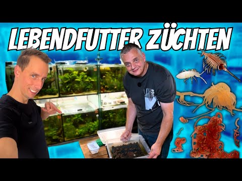 Live food for ornamental fish – this is how professional Christian Vetter breeds it.