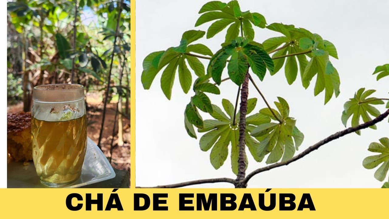 EMBAÚBA | APRENDA A IDENTIFICAR E A PREPARAR UM CHÁ PARA PRESSÃO ALTA!