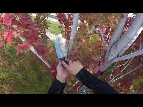 download lagu mp3 mp4 Autumn Fantasy Maple Vs Autumn Blaze Maple, download lagu Autumn Fantasy Maple Vs Autumn Blaze Maple gratis, unduh video klip Autumn Fantasy Maple Vs Autumn Blaze Maple